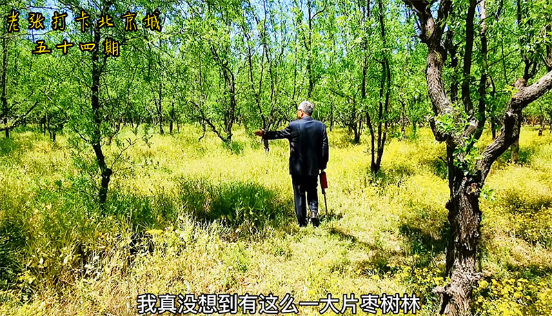 《白鹿個人資料父親:深度剖析公眾視野與私人空間的全解析》